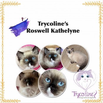 chaton Ragdoll seal point mitted Roswell Kathelyne Trycoline’s