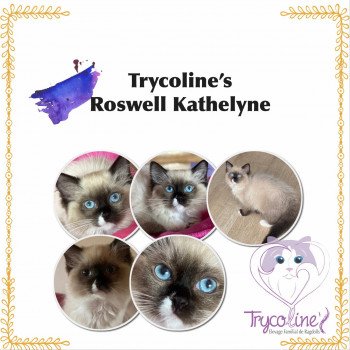 chaton Ragdoll seal point mitted Roswell Kathelyne Trycoline’s chaton Ragdoll seal point mitted Roswell Kathelyne Trycoline’s