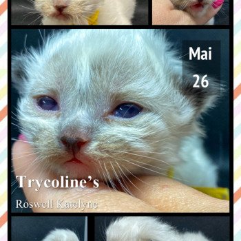 chaton Ragdoll Roswell Kathelyne Trycoline’s chaton Ragdoll Roswell Kathelyne Trycoline’s