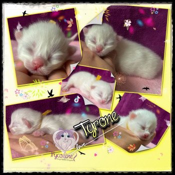 chaton Ragdoll Tyrone Trycoline’s chaton Ragdoll Tyrone Trycoline’s