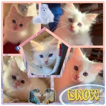 chaton Ragdoll Reggae Tyrone Snow Orion Trycoline’s