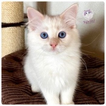 chaton Ragdoll cream tabby point mitted Reggae Tyrone Snow Orion Trycoline’s