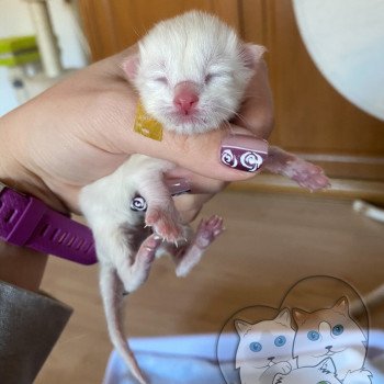 chaton Ragdoll Jaune Trycoline’s