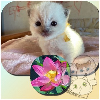 chaton Ragdoll blue point RedCharm Lotus Trycoline’s chaton Ragdoll blue point RedCharm Lotus Trycoline’s