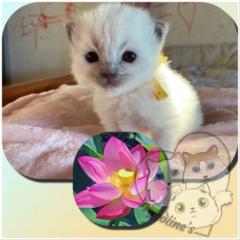 chaton Ragdoll blue point RedCharm Lotus Trycoline’s