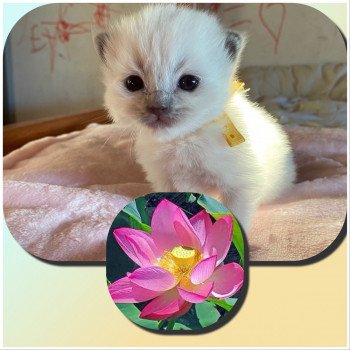 chaton Ragdoll blue point RedCharm Lotus Trycoline’s chaton Ragdoll blue point RedCharm Lotus Trycoline’s