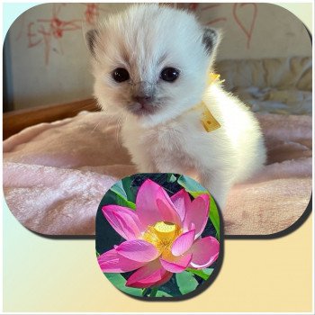 chaton Ragdoll blue point RedCharm Lotus Trycoline’s