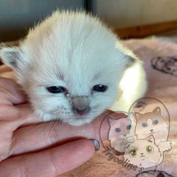 chaton Ragdoll blue point RedCharm Lotus Trycoline’s