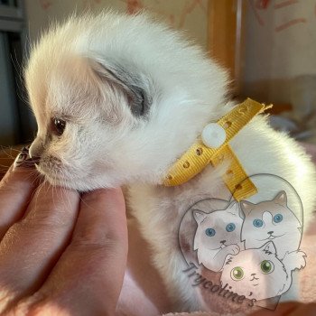 chaton Ragdoll blue point RedCharm Lotus Trycoline’s chaton Ragdoll blue point RedCharm Lotus Trycoline’s