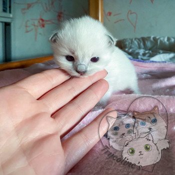 chaton Ragdoll blue point RedCharm Lotus Trycoline’s