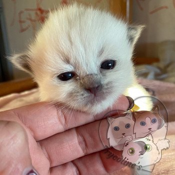 chaton Ragdoll blue point RedCharm Lotus Trycoline’s chaton Ragdoll blue point RedCharm Lotus Trycoline’s