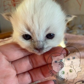 chaton Ragdoll blue point RedCharm Lotus Trycoline’s