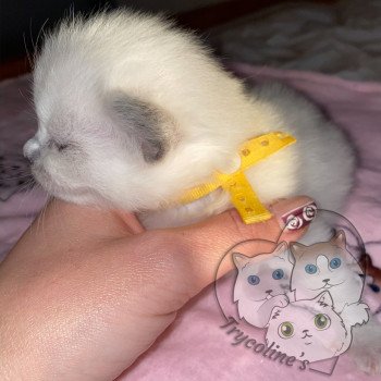 chaton Ragdoll blue point RedCharm Lotus Trycoline’s chaton Ragdoll blue point RedCharm Lotus Trycoline’s