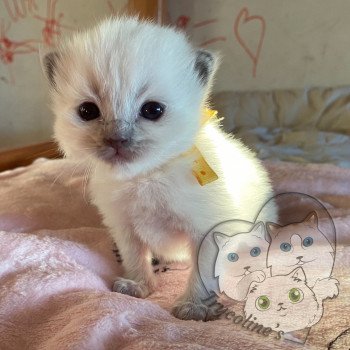 chaton Ragdoll blue point RedCharm Lotus Trycoline’s