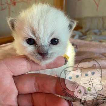 chaton Ragdoll blue point RedCharm Lotus Trycoline’s