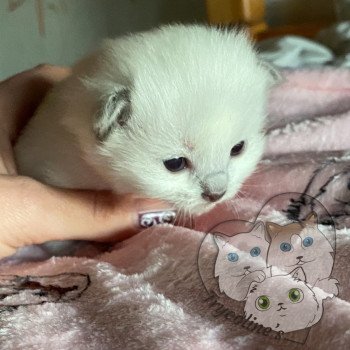 chaton Ragdoll blue point RedCharm Lotus Trycoline’s