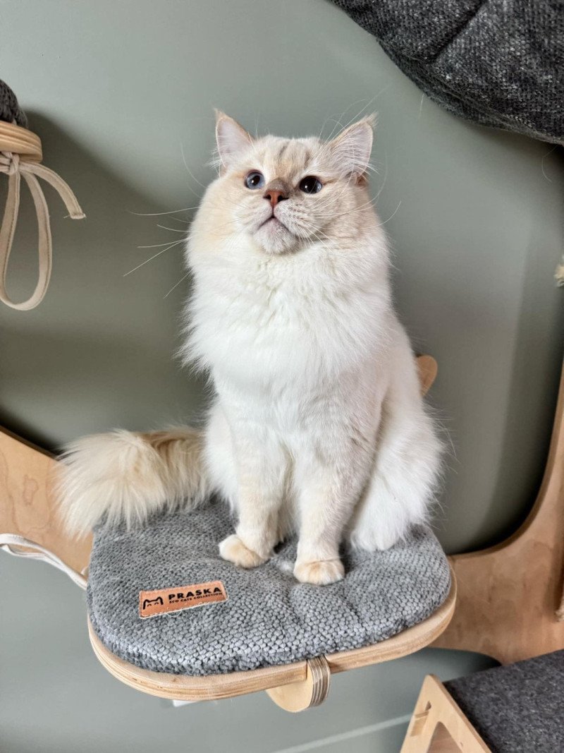 RUBY CHANTALL LAVENDER Mâle Ragdoll