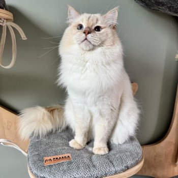 chat Ragdoll fawn tabby point LAVENDER Trycoline’s