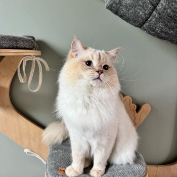 chat Ragdoll fawn tabby point LAVENDER Trycoline’s