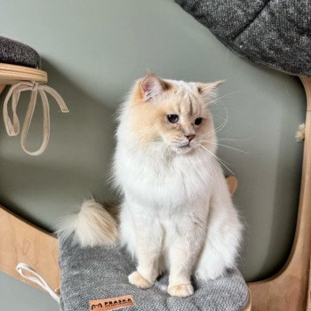 chat Ragdoll fawn tabby point LAVENDER Trycoline’s