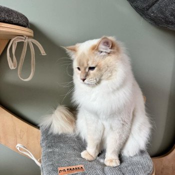 chat Ragdoll fawn tabby point LAVENDER Trycoline’s