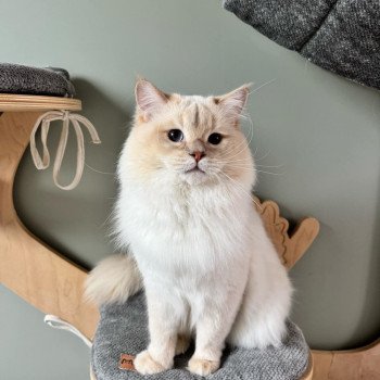 chat Ragdoll fawn tabby point LAVENDER Trycoline’s
