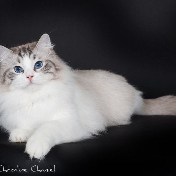 chat Ragdoll seal tabby point bicolor Liam Trycoline’s