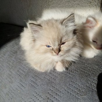 chaton Ragdoll seal tabby point mitted Xiaomy Dolce (Collier Lilac) Trycoline’s chaton Ragdoll seal tabby point mitted Xiaomy Dolce (Collier Lilac) Trycoline’s