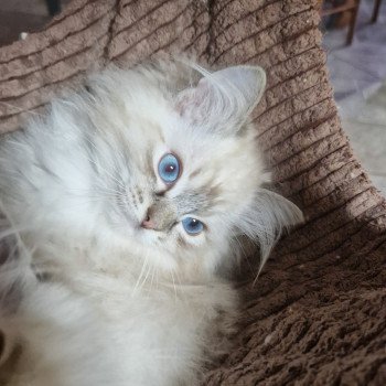 chaton Ragdoll seal tabby point mitted Xiaomy Dolce (Collier Lilac) Trycoline’s chaton Ragdoll seal tabby point mitted Xiaomy Dolce (Collier Lilac) Trycoline’s