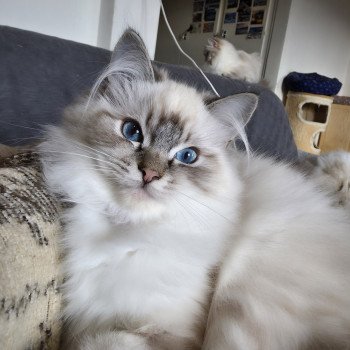 chaton Ragdoll seal tabby point mitted Xiaomy Dolce (Collier Lilac) Trycoline’s chaton Ragdoll seal tabby point mitted Xiaomy Dolce (Collier Lilac) Trycoline’s