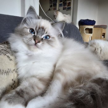chaton Ragdoll seal tabby point mitted Xiaomy Dolce (Collier Lilac) Trycoline’s chaton Ragdoll seal tabby point mitted Xiaomy Dolce (Collier Lilac) Trycoline’s