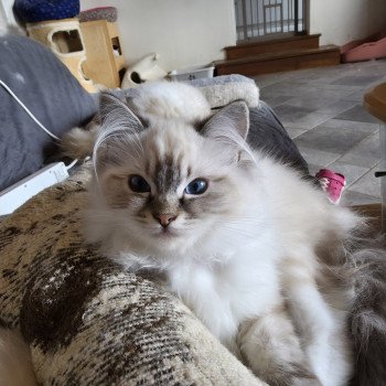 chaton Ragdoll seal tabby point mitted Xiaomy Dolce (Collier Lilac) Trycoline’s chaton Ragdoll seal tabby point mitted Xiaomy Dolce (Collier Lilac) Trycoline’s