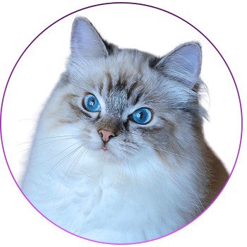 chat Ragdoll seal tabby point mitted Xiaomy Dolce Trycoline’s chat Ragdoll seal tabby point mitted Xiaomy Dolce Trycoline’s