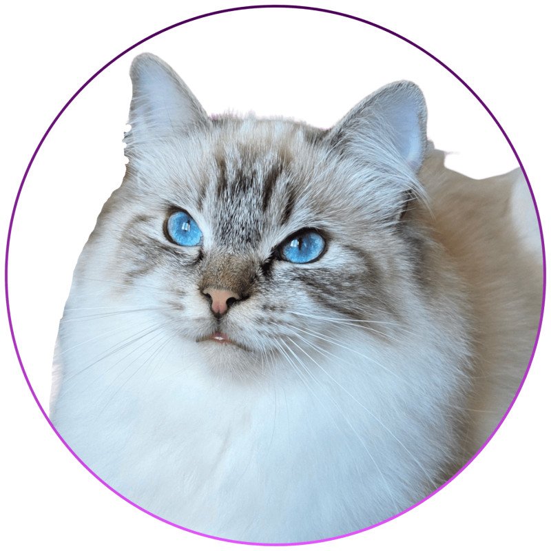 Trycoline’s Xiaomy Dolce Femelle Ragdoll