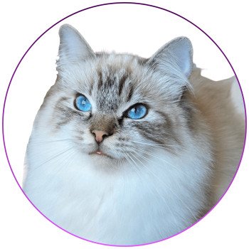 chat Ragdoll seal tabby point mitted Xiaomy Dolce Trycoline’s chat Ragdoll seal tabby point mitted Xiaomy Dolce Trycoline’s