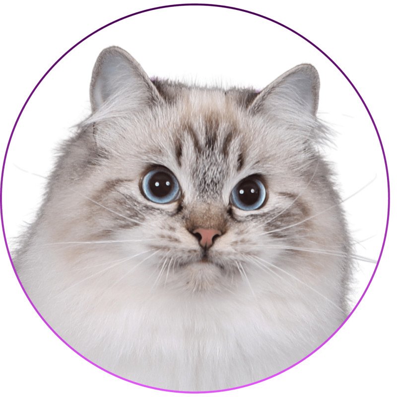 Trycoline’s Xiaomy Dolce Femelle Ragdoll