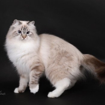 chat Ragdoll seal tabby point mitted Xiaomy Dolce Trycoline’s