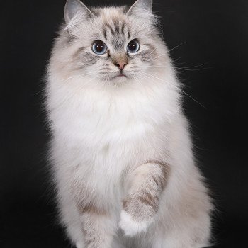 chat Ragdoll seal tabby point mitted Xiaomy Dolce Trycoline’s