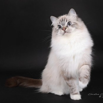 chat Ragdoll seal tabby point mitted Xiaomy Dolce Trycoline’s