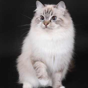 chat Ragdoll seal tabby point mitted Xiaomy Dolce Trycoline’s