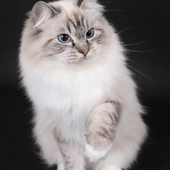 chat Ragdoll seal tabby point mitted Xiaomy Dolce Trycoline’s