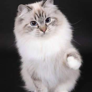 chat Ragdoll seal tabby point mitted Xiaomy Dolce Trycoline’s