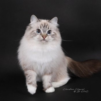 chat Ragdoll seal tabby point mitted Xiaomy Dolce Trycoline’s