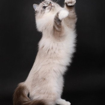 chat Ragdoll seal tabby point mitted Xiaomy Dolce Trycoline’s