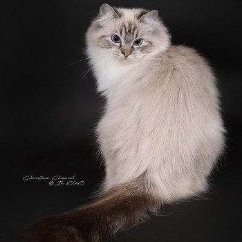 chat Ragdoll seal tabby point mitted Xiaomy Dolce Trycoline’s