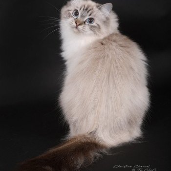 chat Ragdoll seal tabby point mitted Xiaomy Dolce Trycoline’s
