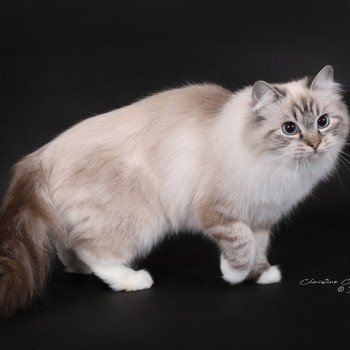 chat Ragdoll seal tabby point mitted Xiaomy Dolce Trycoline’s