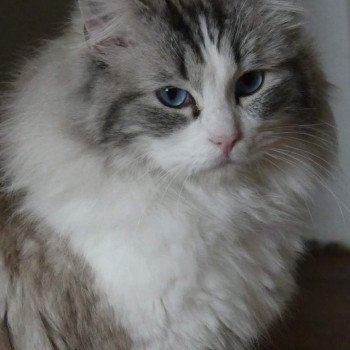 chat Ragdoll seal tabby point bicolor Nanook Trycoline’s