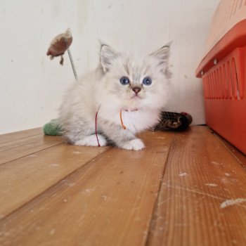 chaton Ragdoll Orange-Rouge Trycoline’s chaton Ragdoll Orange-Rouge Trycoline’s