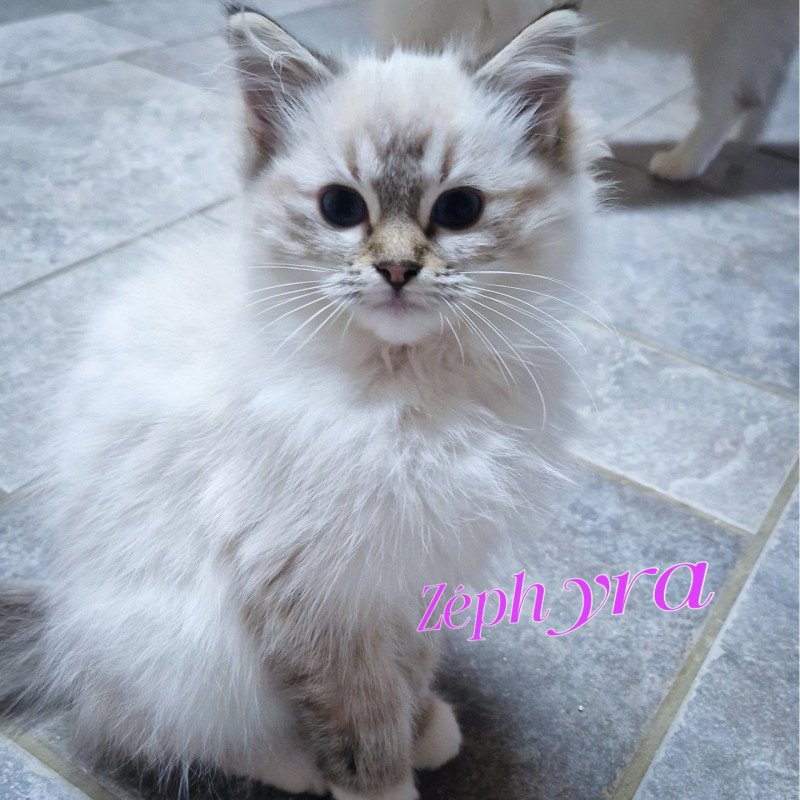 Trycoline’s Zéphyra Femelle Ragdoll Trycoline’s Zéphyra Femelle Ragdoll